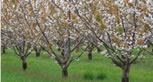 biodynamic peaches