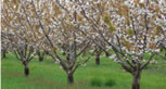 biodynamic peaches