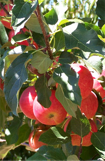 biodynamic apples