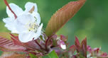 biodynamic cherries