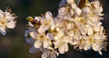 biodynamic plums