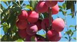 biodynamic plums