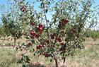 biodynamic plums