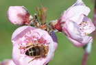 biodynamic cherry