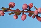 biodynamic peaches