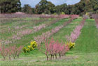 biodynamically grown produce Melbourne Vic