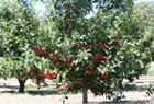 Mill Spring Farm Biodynamic fruit grower wholesaler melbourne victoria
